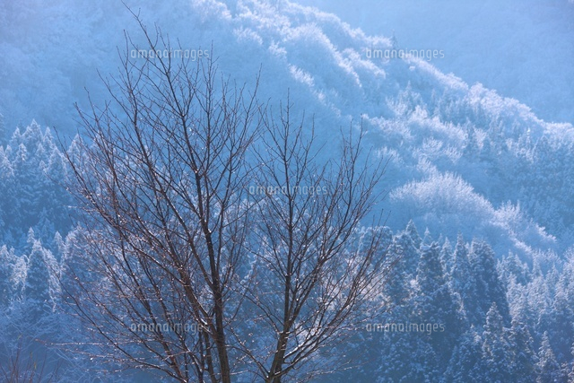 新雪の木
(c)TAKASHI SATO/SEBUN PHOTO