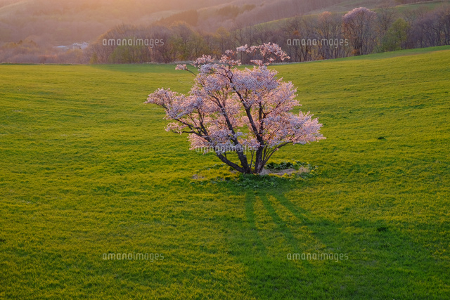 草原の一本桜の夕景
(c)TAKASHI SATO/SEBUN PHOTO