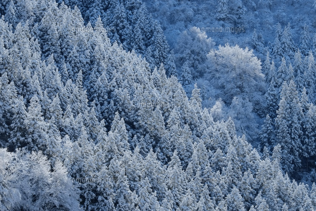 雪の林
(c)TAKASHI SATO/SEBUN PHOTO