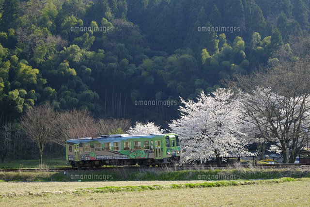 桜と九頭竜線
(c)TAKASHI SATO/SEBUN PHOTO