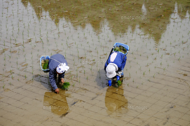 田植え
(c)TAKASHI SATO/SEBUN PHOTO