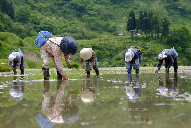 田植え
(c)TAKASHI SATO/SEBUN PHOTO