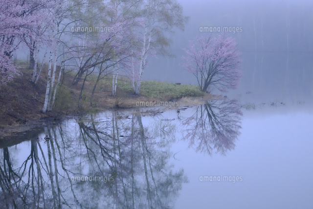 池に咲く桜
(c)TAKASHI SATO/SEBUN PHOTO