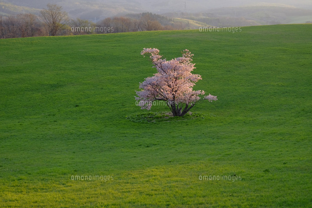 崎守町の一本桜
(c)TAKASHI SATO/SEBUN PHOTO