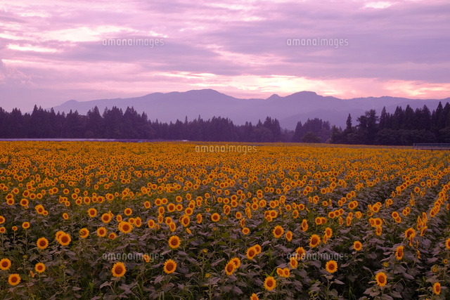 ひまわり畑の夕景
(c)TAKASHI SATO/SEBUN PHOTO