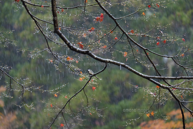 雨と野鳥
(c)TAKASHI SATO/SEBUN PHOTO