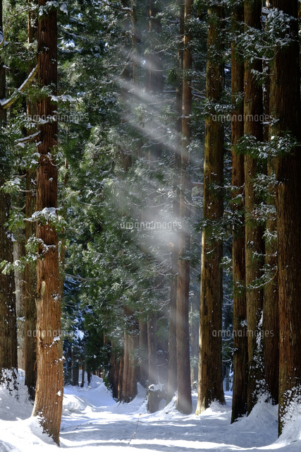 雪の八海山杉並木
(c)TAKASHI SATO/SEBUN PHOTO