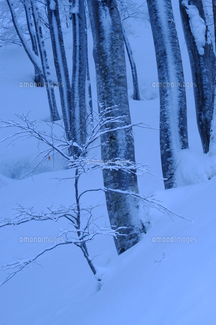 雪の林
(c)TAKASHI SATO/SEBUN PHOTO