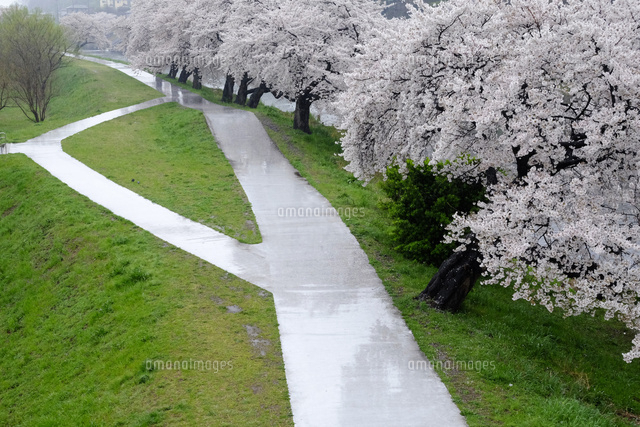 雨の桜並木と道
(c)TAKASHI SATO/SEBUN PHOTO