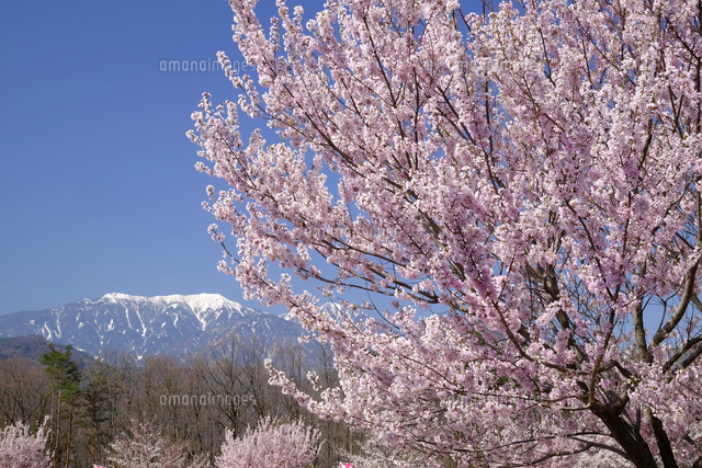 桜と南アルプス
(c)TAKASHI SATO/SEBUN PHOTO