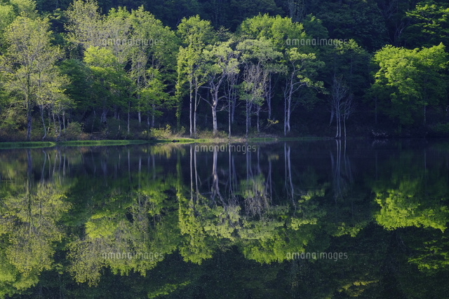 新緑の白池
(c)TAKASHI SATO/SEBUN PHOTO