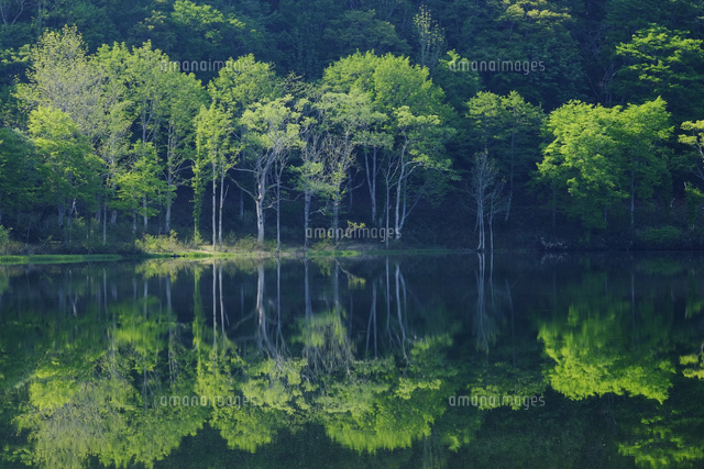 新緑の白池
(c)TAKASHI SATO/SEBUN PHOTO