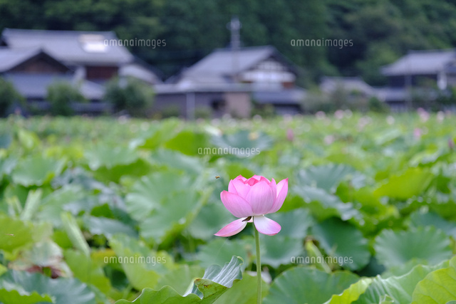 花はすと民家
(c)TAKASHI SATO/SEBUN PHOTO
