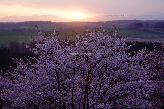 深山峠の朝霧と桜
(c)TAKASHI SATO/SEBUN PHOTO