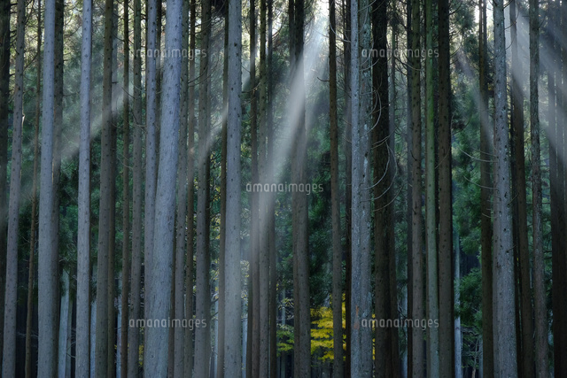 光芒の林
(c)TAKASHI SATO/SEBUN PHOTO