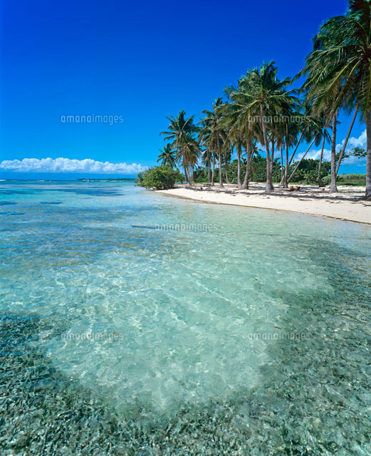 砂浜のヤシの木
(c)GUY MARCHE/SEBUN PHOTO