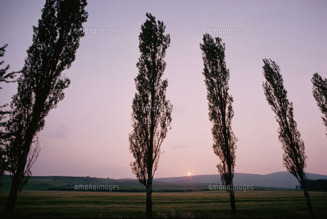 草原の並木と夕日 ハンガリー
(c)KYOSHI SHIRAKAWA/SEBUN PHOTO