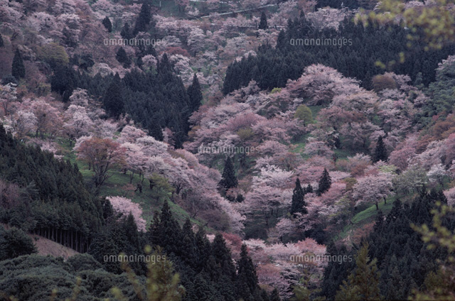 吉野の咲き乱れる山桜 奈良県
(c)KYOSHI SHIRAKAWA/SEBUN PHOTO