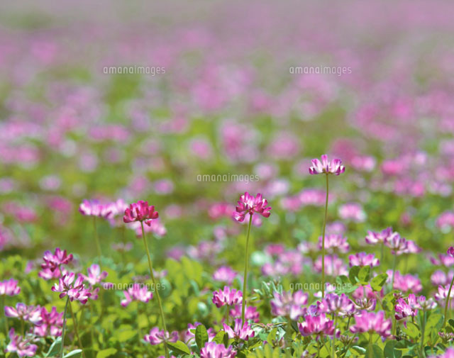 レンゲの花畑 南木曽郡 長野県
(c)NOBUAKI SUMIDA/SEBUN PHOTO