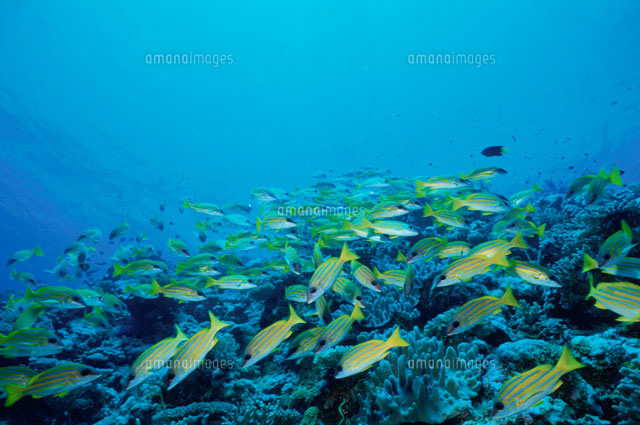 海中のヨスジフエダイ ビャドウ島 モルジブ
(c)NOBUAKI SUMIDA/SEBUN PHOTO