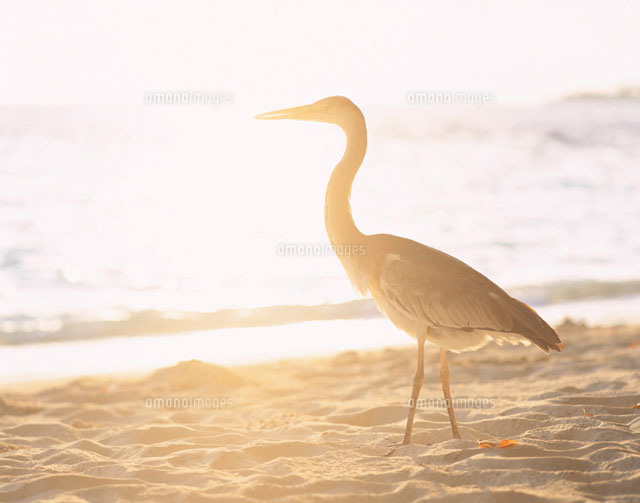 砂浜のサギ ビヤドゥ島 モルジブ
(c)NOBUAKI SUMIDA/SEBUN PHOTO