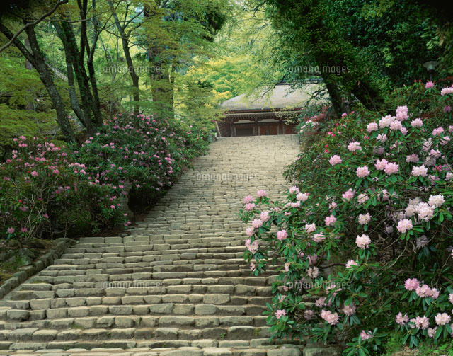 シャクナゲの室生寺 奈良県
(c)NOBUAKI SUMIDA/SEBUN PHOTO