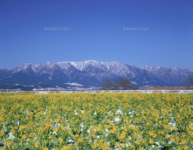 比良山と菜の花の風景 春 守山市 滋賀県
(c)NOBUAKI SUMIDA/SEBUN PHOTO