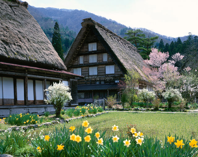 スイセンと合掌造り 白川郷 岐阜県
(c)NOBUAKI SUMIDA/SEBUN PHOTO