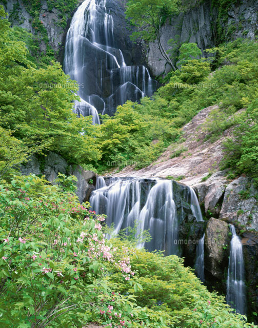 新緑の安の滝と花 阿仁町 秋田県
(c)NOBUAKI SUMIDA/SEBUN PHOTO