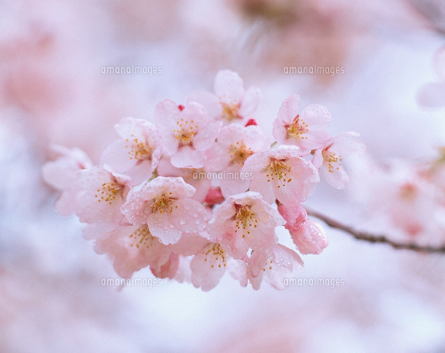 桜
(c)NOBUAKI SUMIDA/SEBUN PHOTO