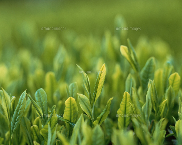 茶の新芽
(c)NOBUAKI SUMIDA/SEBUN PHOTO