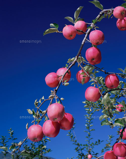 リンゴと青空
(c)NOBUAKI SUMIDA/SEBUN PHOTO
