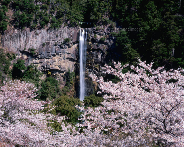 那智の滝と桜
(c)NOBUAKI SUMIDA/SEBUN PHOTO