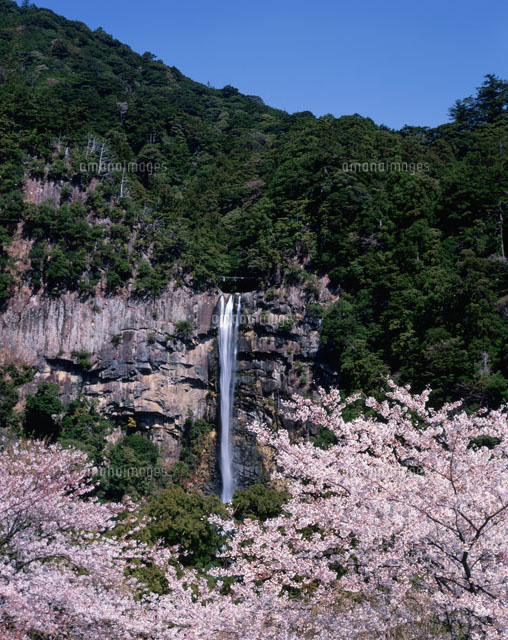 那智の滝と桜
(c)NOBUAKI SUMIDA/SEBUN PHOTO