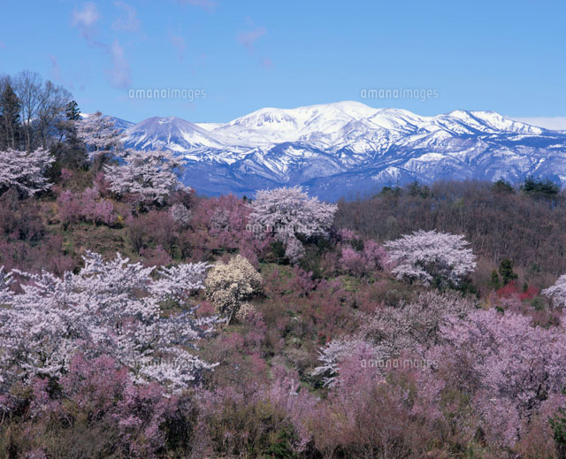 花見山公園と吾妻山
(c)NOBUAKI SUMIDA/SEBUN PHOTO
