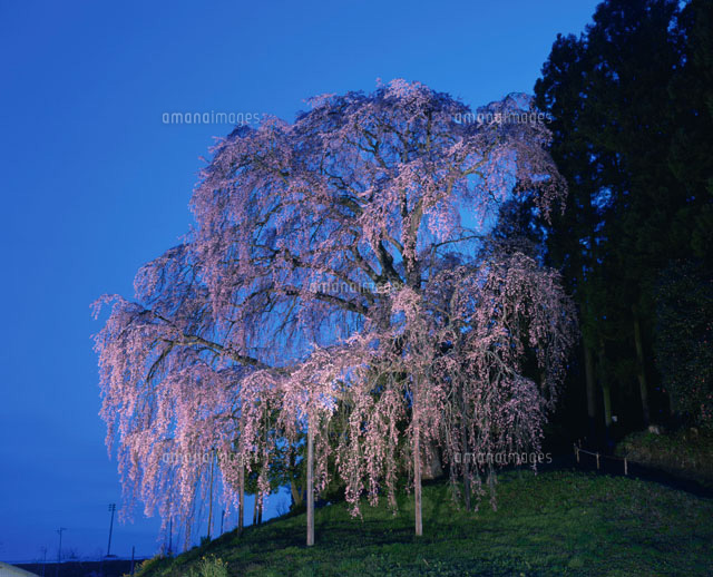 合戦場の桜
(c)NOBUAKI SUMIDA/SEBUN PHOTO