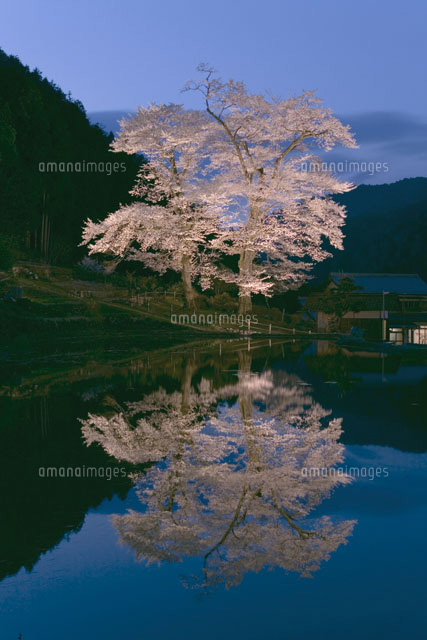 池の側の苗代桜の木
(c)NOBUAKI SUMIDA/SEBUN PHOTO