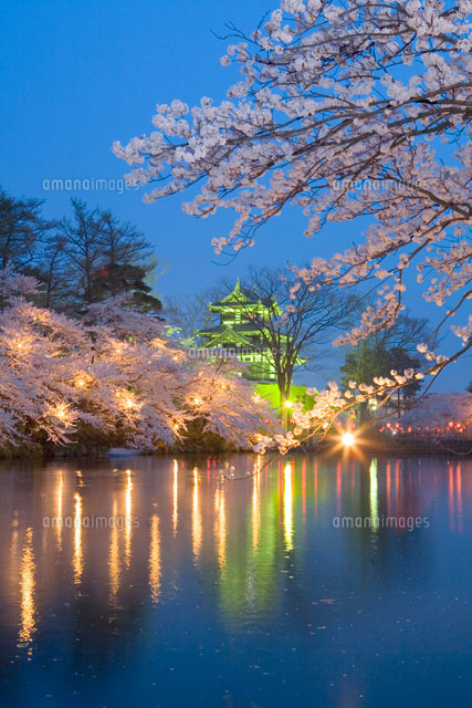 高田公園の夜桜
(c)NOBUAKI SUMIDA/SEBUN PHOTO