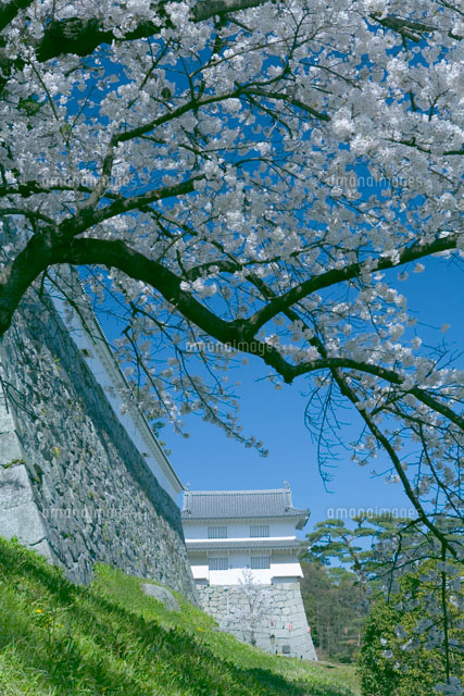 霞ヶ城の桜
(c)NOBUAKI SUMIDA/SEBUN PHOTO