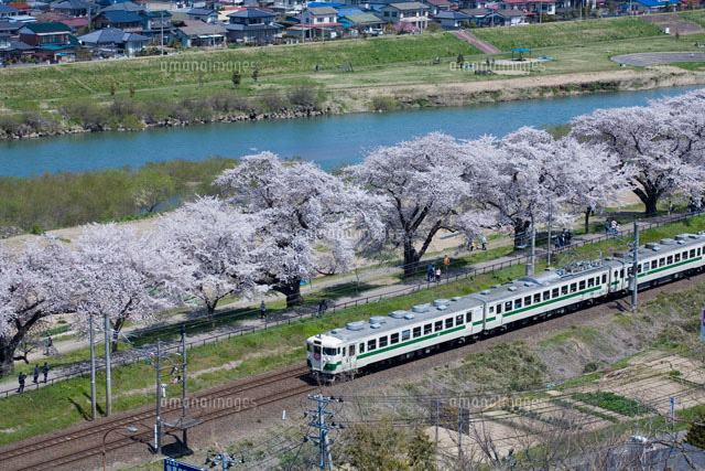 一目千本桜と列車と白石川
(c)NOBUAKI SUMIDA/SEBUN PHOTO