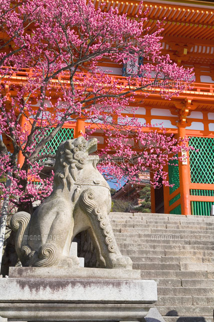 清水寺の仁王門と梅の木
(c)NOBUAKI SUMIDA/SEBUN PHOTO