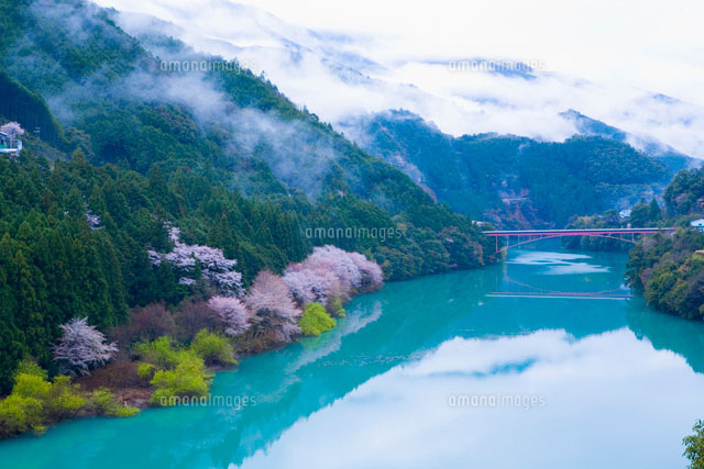 十津川と桜
(c)NOBUAKI SUMIDA/SEBUN PHOTO