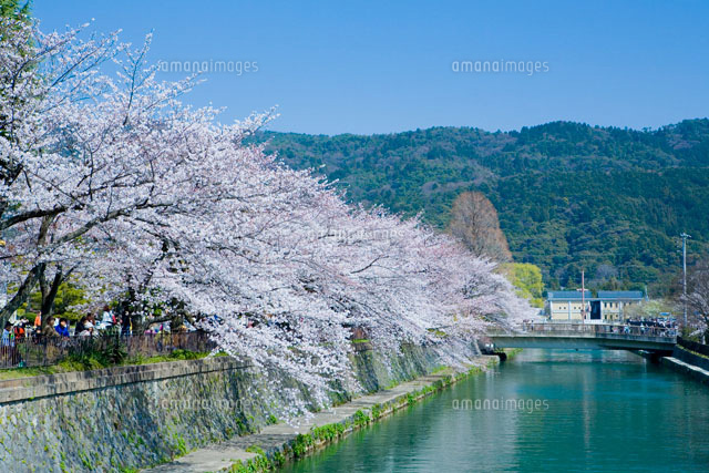 疎水と桜
(c)NOBUAKI SUMIDA/SEBUN PHOTO