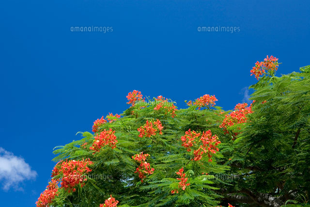 ホウオウボクと青空
(c)NOBUAKI SUMIDA/SEBUN PHOTO