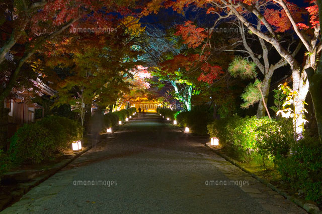 ライトアップされた紅葉の参道
(c)NOBUAKI SUMIDA/SEBUN PHOTO