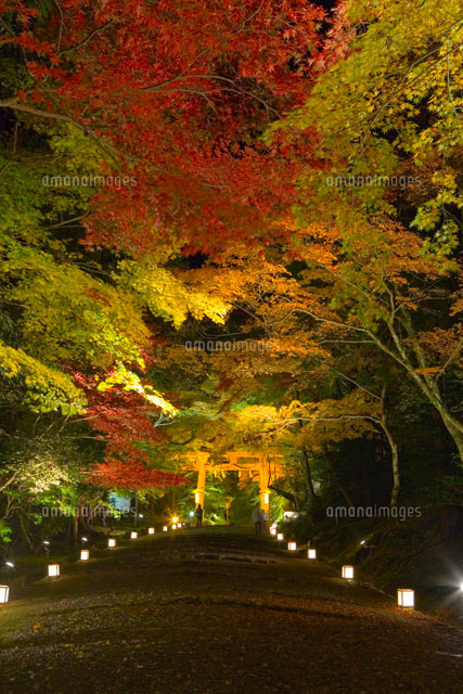 ライトアップされた紅葉の参道
(c)NOBUAKI SUMIDA/SEBUN PHOTO