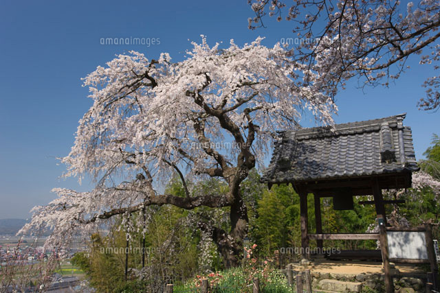 地蔵禅院のしだれ桜
(c)NOBUAKI SUMIDA/SEBUN PHOTO