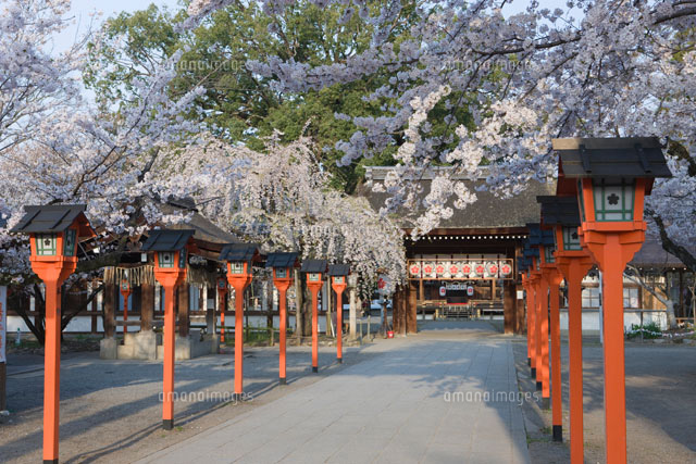 平野神社の桜
(c)NOBUAKI SUMIDA/SEBUN PHOTO