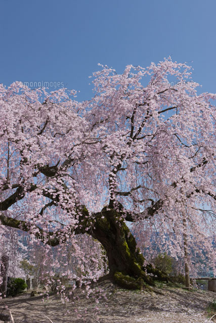 麻績の里の舞台桜
(c)NOBUAKI SUMIDA/SEBUN PHOTO