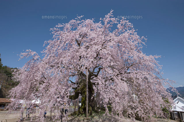麻績の里の舞台桜
(c)NOBUAKI SUMIDA/SEBUN PHOTO